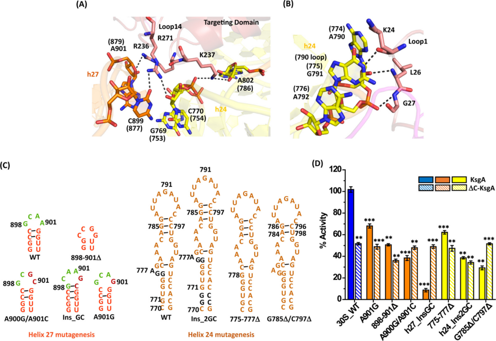 Decoding the Mechanism of 844.530.0314