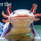 cutedyf8c8wezxm= axolotl